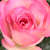 Rózsaszín - Virágágyi floribunda rózsa - Bordure Rose